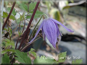 Clematis photograph