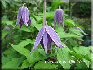 Clematis photograph