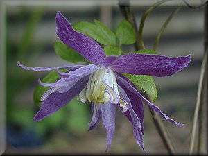 Clematis photograph