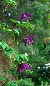 Clematis photograph