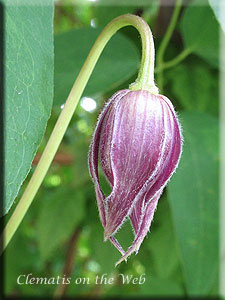 Clematis photograph