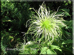 Clematis photograph