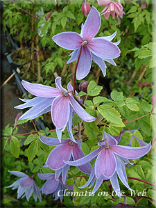 Clematis photograph