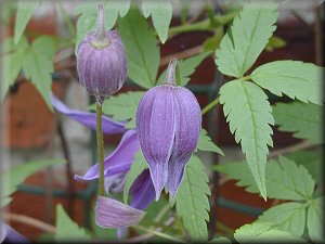 Clematis photograph