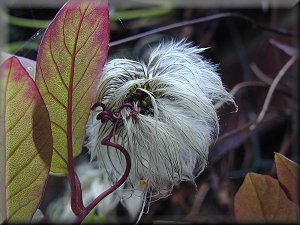 Clematis photograph