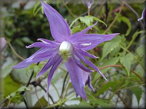 Clematis photograph