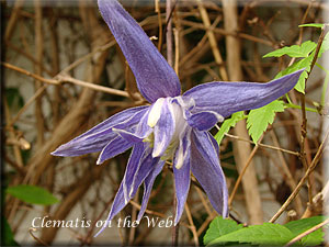 Clematis photograph