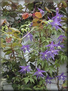 Clematis photograph