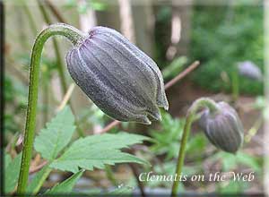 Clematis photograph