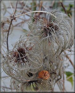 Clematis photograph