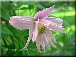 Clematis photograph