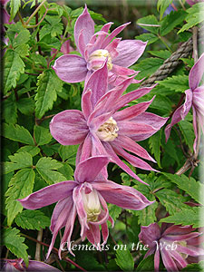 Clematis photograph