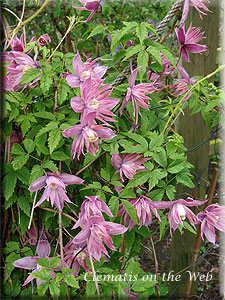 Clematis photograph