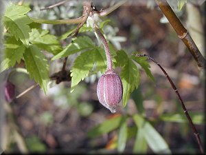 Clematis photograph