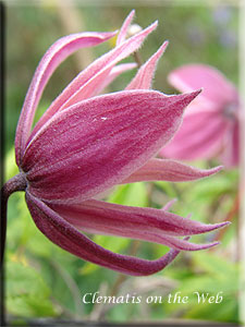 Clematis photograph