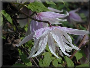 Clematis photograph