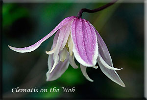 Clematis photograph