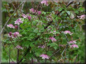 Clematis photograph