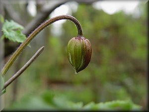 Clematis photograph