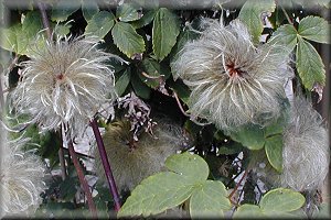 Clematis photograph