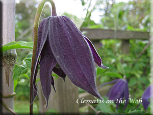 Clematis photograph