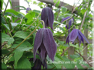 Clematis photograph