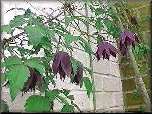 Clematis photograph