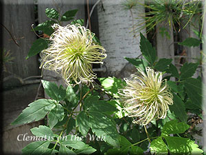 Clematis photograph