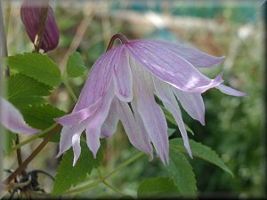 Clematis photograph