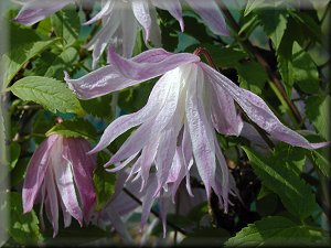 Clematis photograph