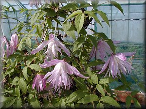 Clematis photograph