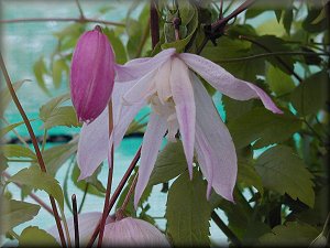 Clematis photograph