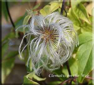 Clematis photograph