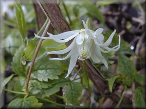 Clematis photograph