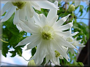 Clematis photograph