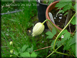 Clematis photograph