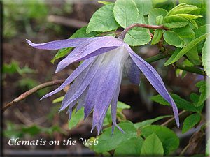 Clematis photograph