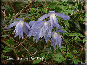 Clematis photograph