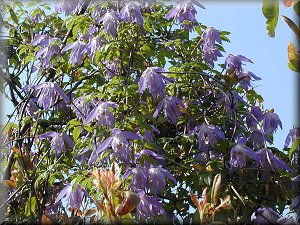 Clematis photograph