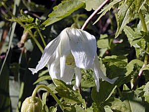 Clematis photograph