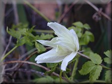 Clematis photograph