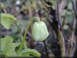 Clematis photograph