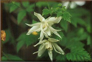 Clematis photograph