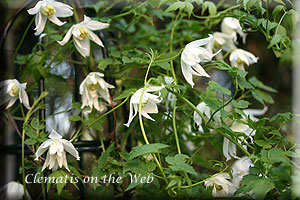 Clematis photograph