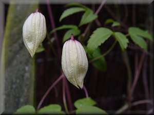 Clematis photograph