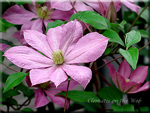 Clematis photograph