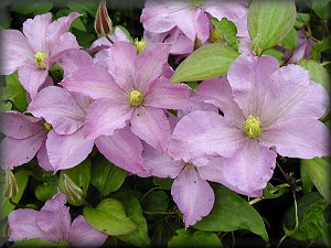 Clematis photograph