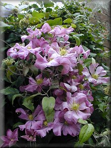 Clematis photograph