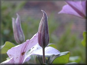 Clematis photograph