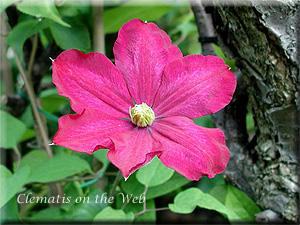 Clematis photograph